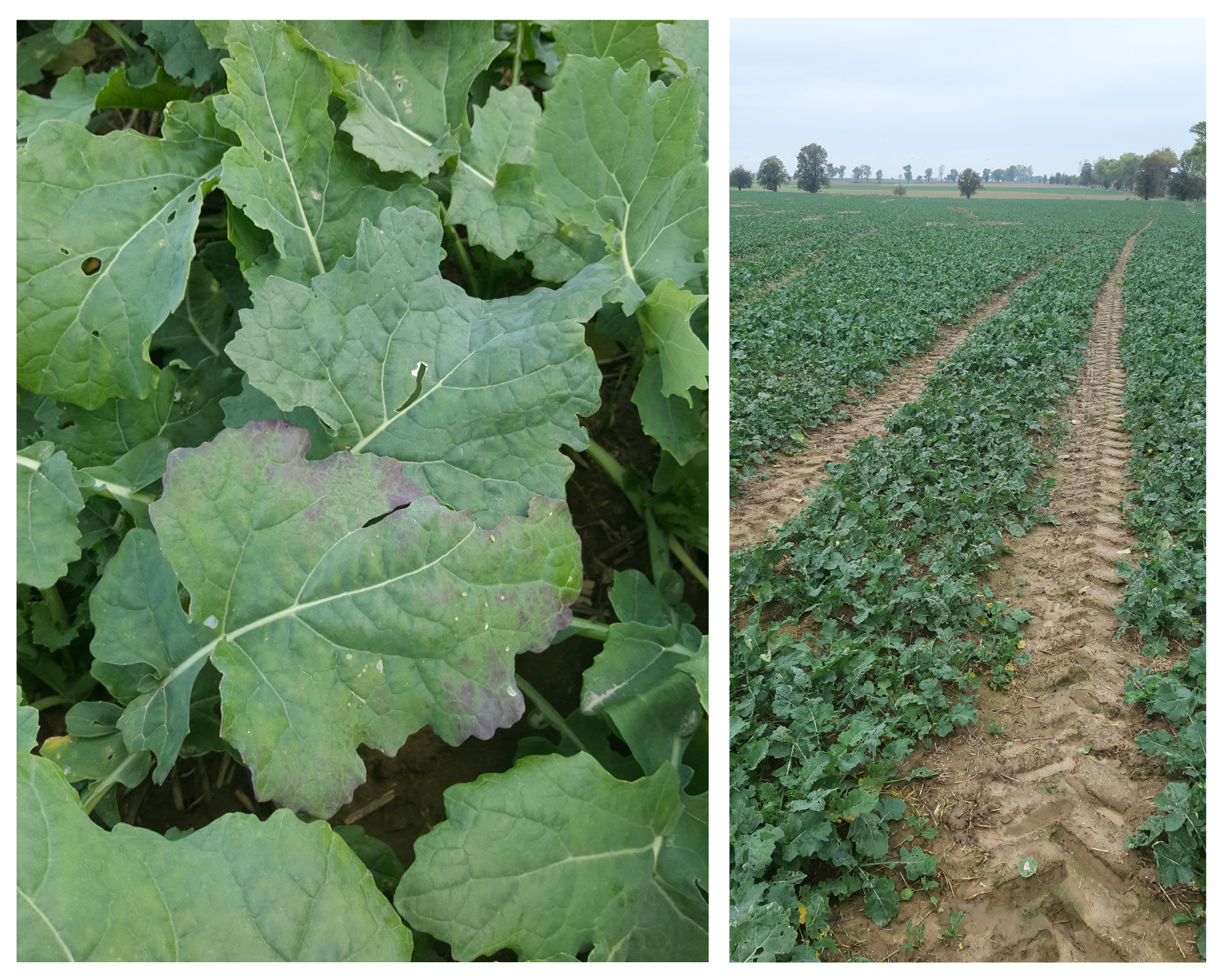 rzepaki mariusza.png