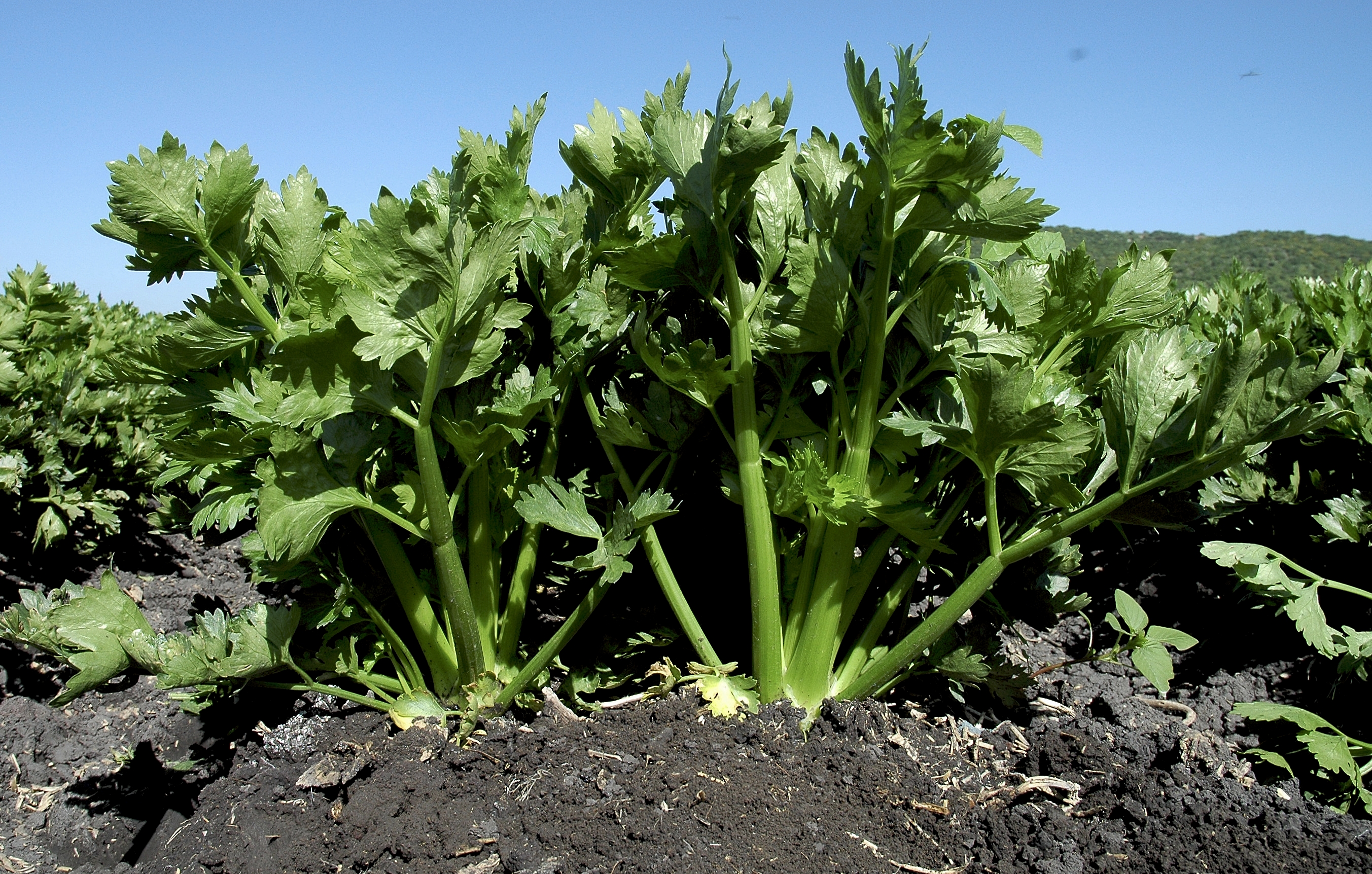 Guad 20060503 Msa.jpg