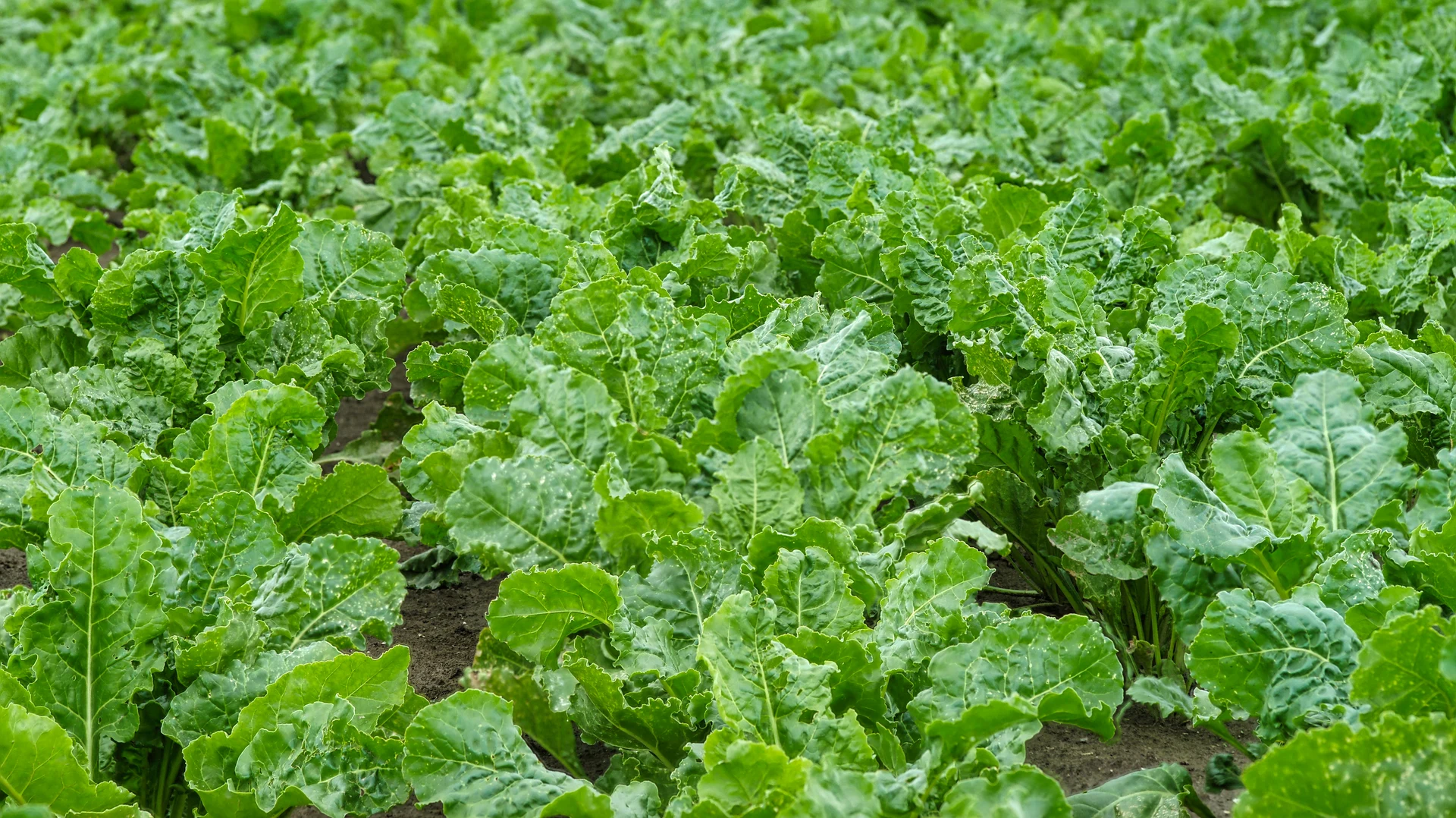 buraki
