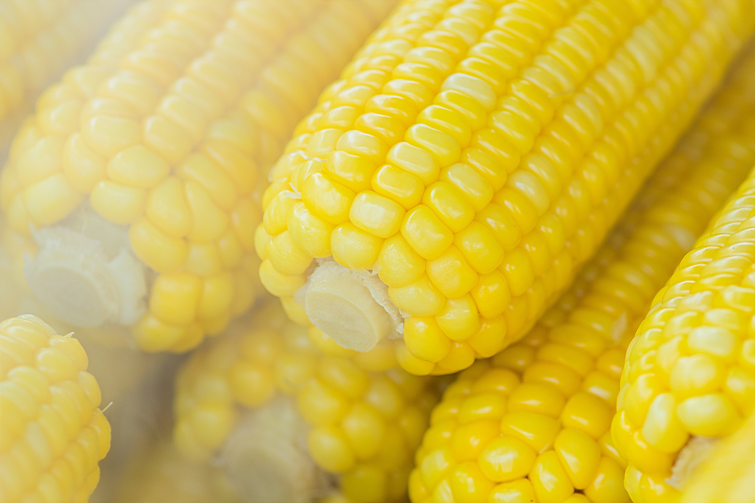 blur-close-up-corn-603030.jpg