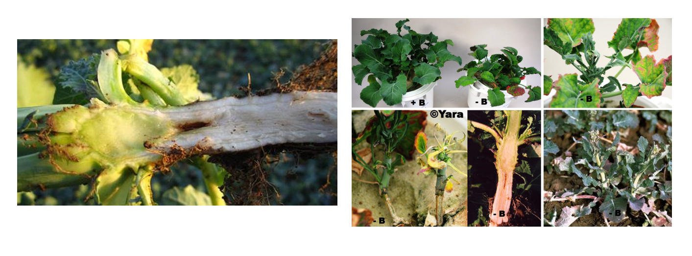 niedobór B w rzepaku