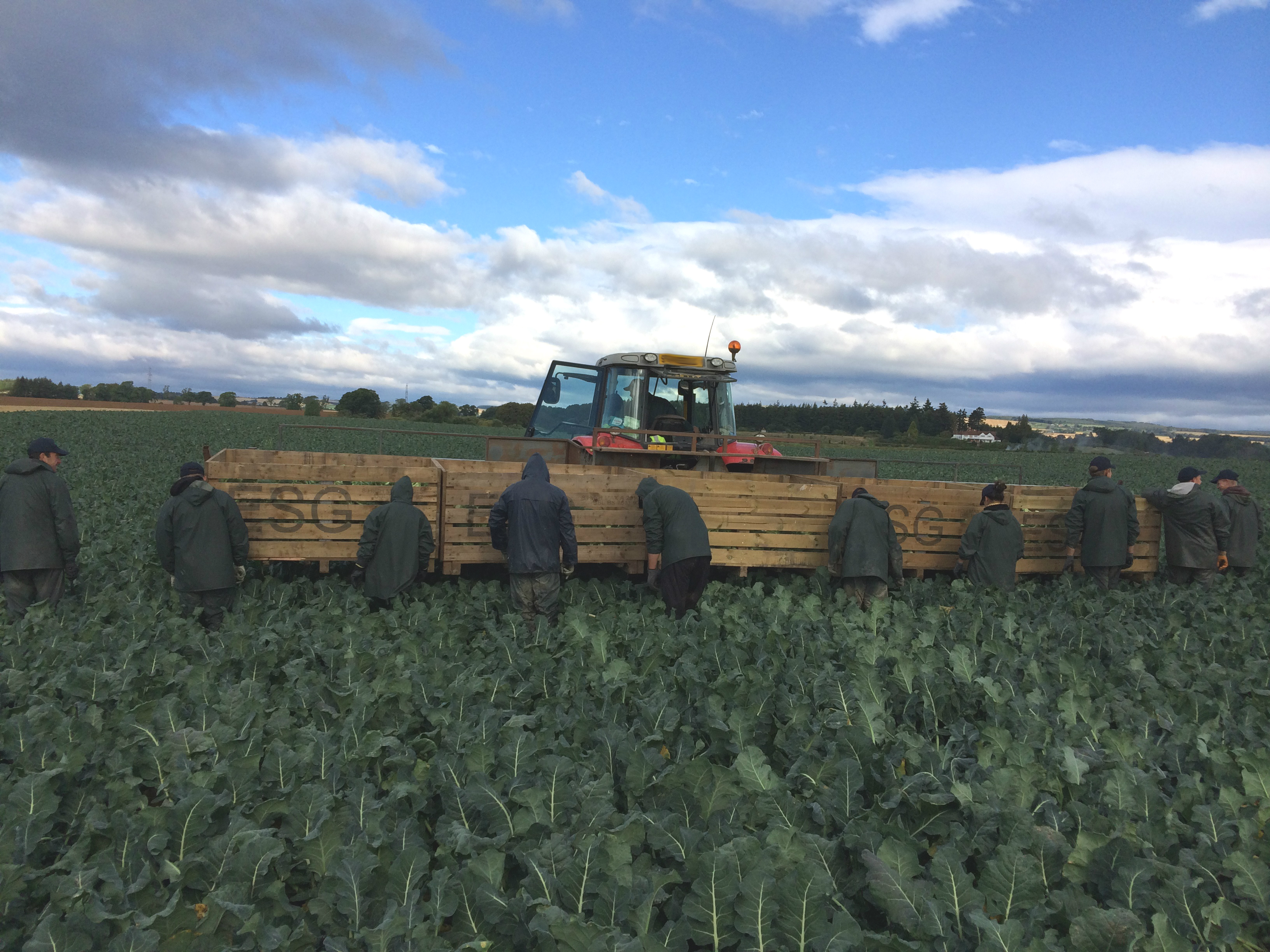 Harvesting Broccoli.jpg