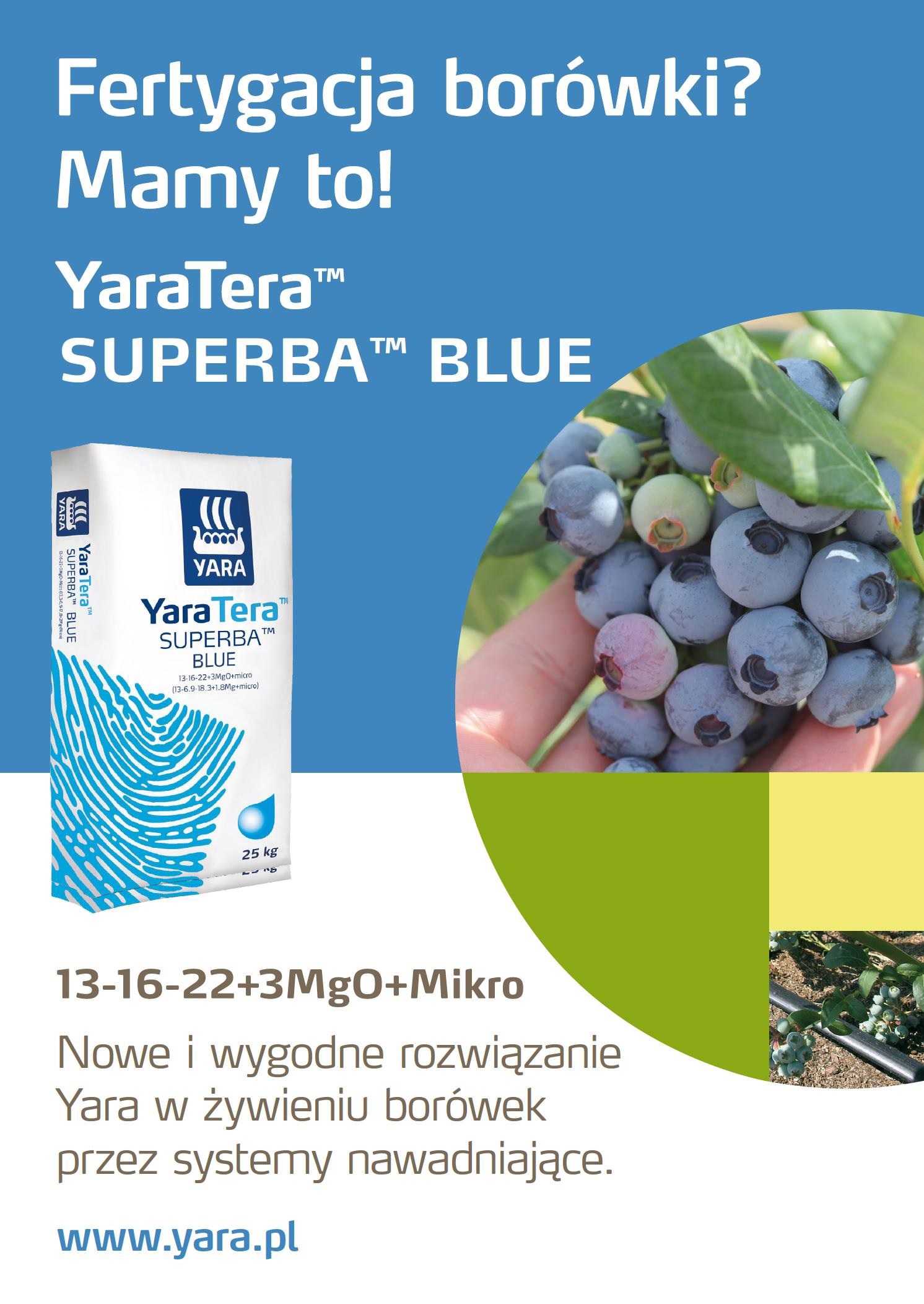 Superba Blue