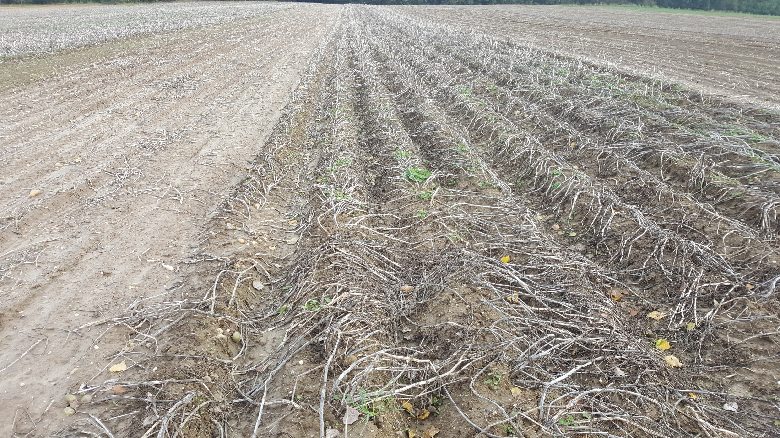 ziemniaki - zbiór przerwał descz.jpg