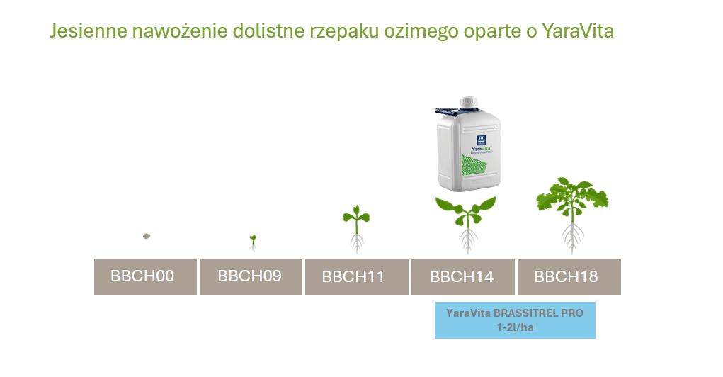 program nawożenia rzepaku