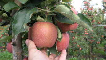 456-263686Nawożenie okołozbiorcze pic1.jpg