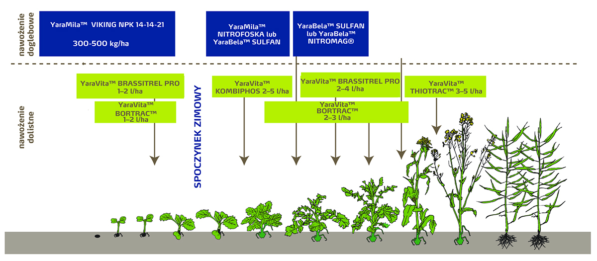 Technologia nawożenia rzepaku ozimego