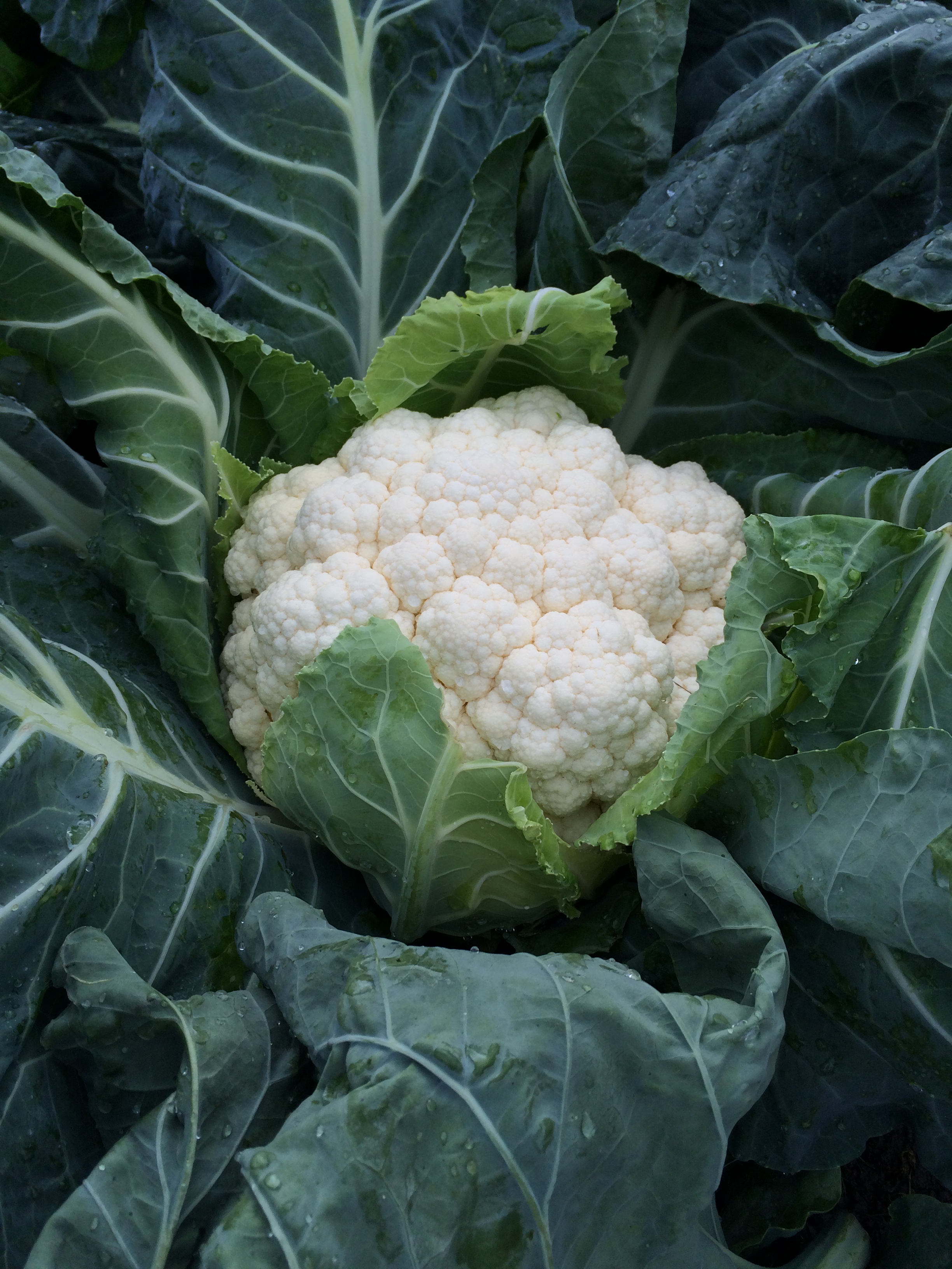 cauliflower 4.JPG