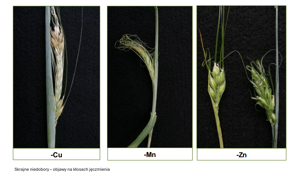 niedobory w jęczmieniu