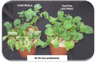 Tolerancja na suszę po zastosowaniu Leotracu