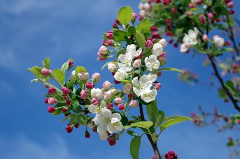 apple-blossom-bloom-blooms-67286.jpg