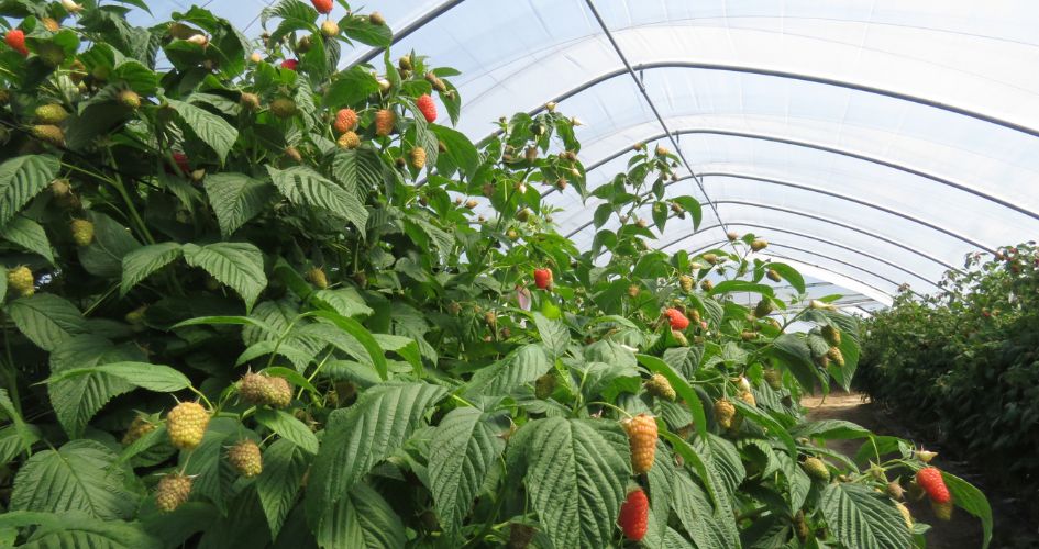 maliny news page.jpg