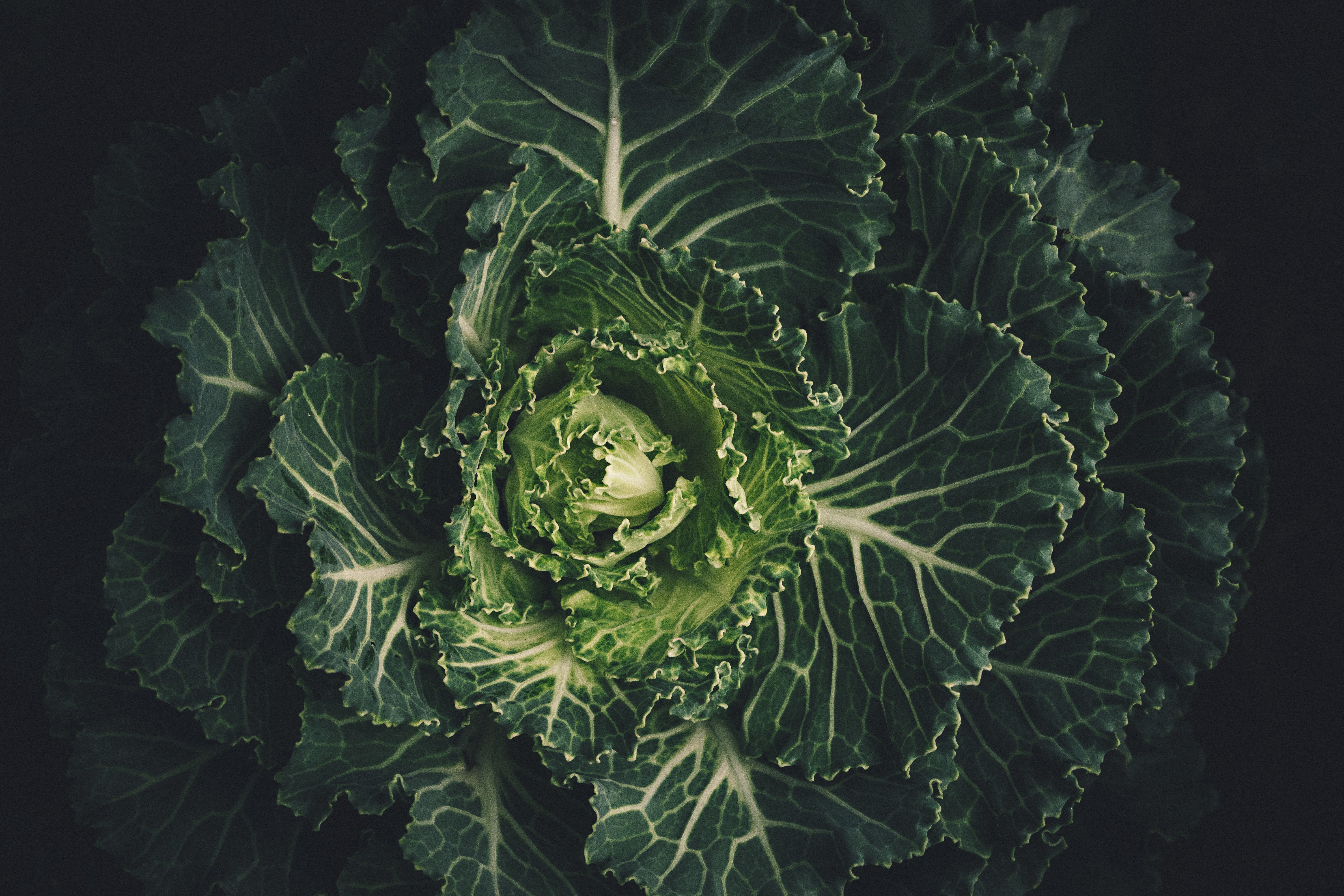 cabbage-lettuce-plant-212932.jpg