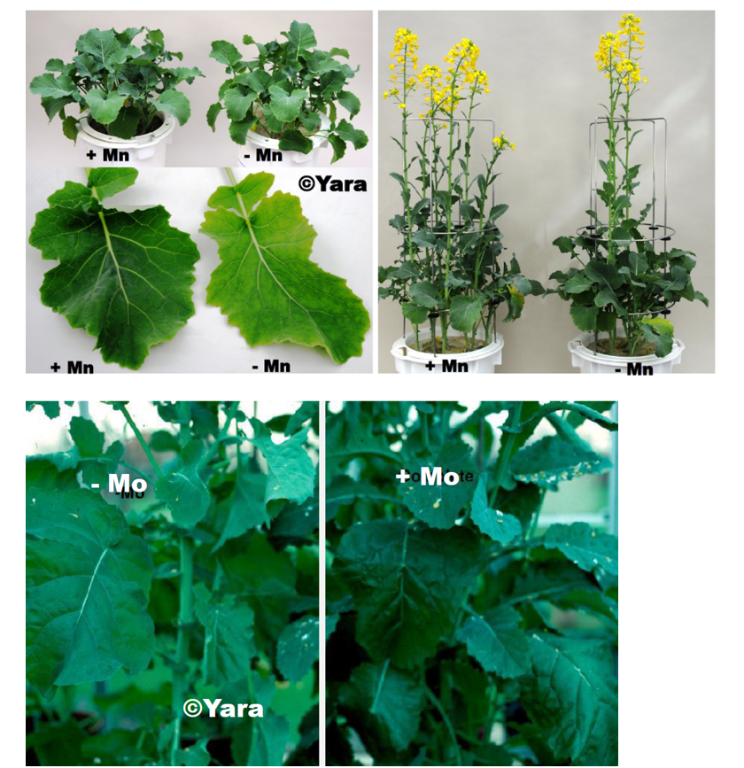 niedobory Mn i Mo w rzepaku