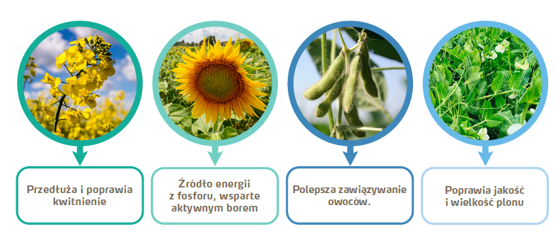 Broszura