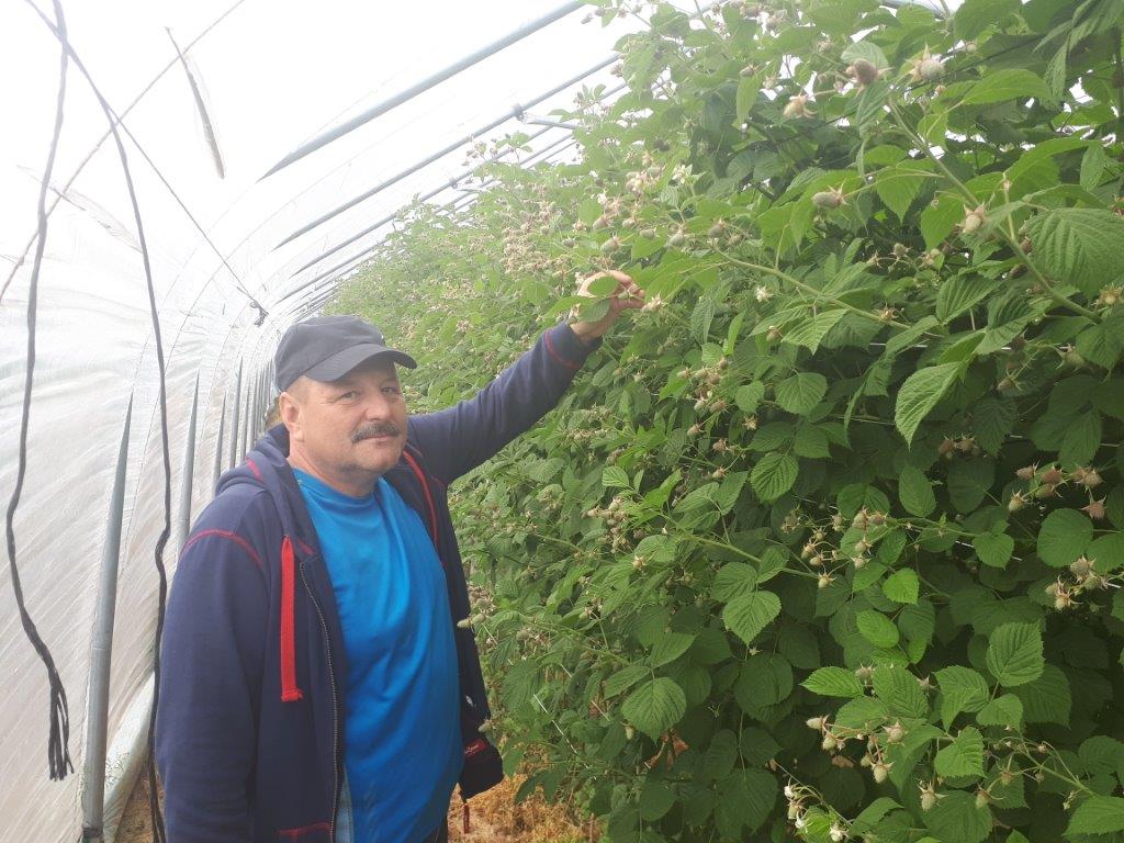 Stopień zaawansowania wzrostu plantacji u Pana Janusza Figury. Obecnie podawany jest Kristalon Czerwony ze względu na optymalne pH podłoża w dawce: 25 kg/ha na zmianę z YaraLiva Calcinit (25 kg/ha). Stopień zaawansowania wzrostu plantacji u Pana Janusza Figury. Obecnie podawany jest Kristalon Czerwony ze względu na optymalne pH podłoża w dawce: 25 kg/ha na zmianę z YaraLiva Calcinit (25 kg/ha).