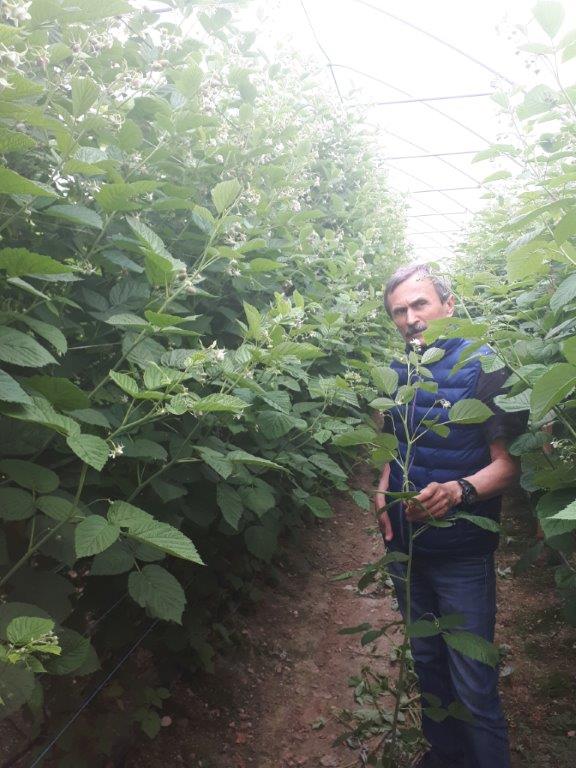 Wielkość przyrostu jednorocznego pędu owoconośnego. Obecnie ze względu na wysokie pH podłoża podawany jest Kristalon Gena (25 kg/ha) na zmianę z YaraLiva Calcinit (25 kg/ha). Wielkość przyrostu jednorocznego pędu owoconośnego. Obecnie ze względu na wysokie pH podłoża podawany jest Kristalon Gena (25 kg/ha) na zmianę z YaraLiva Calcinit (25 kg/ha).
